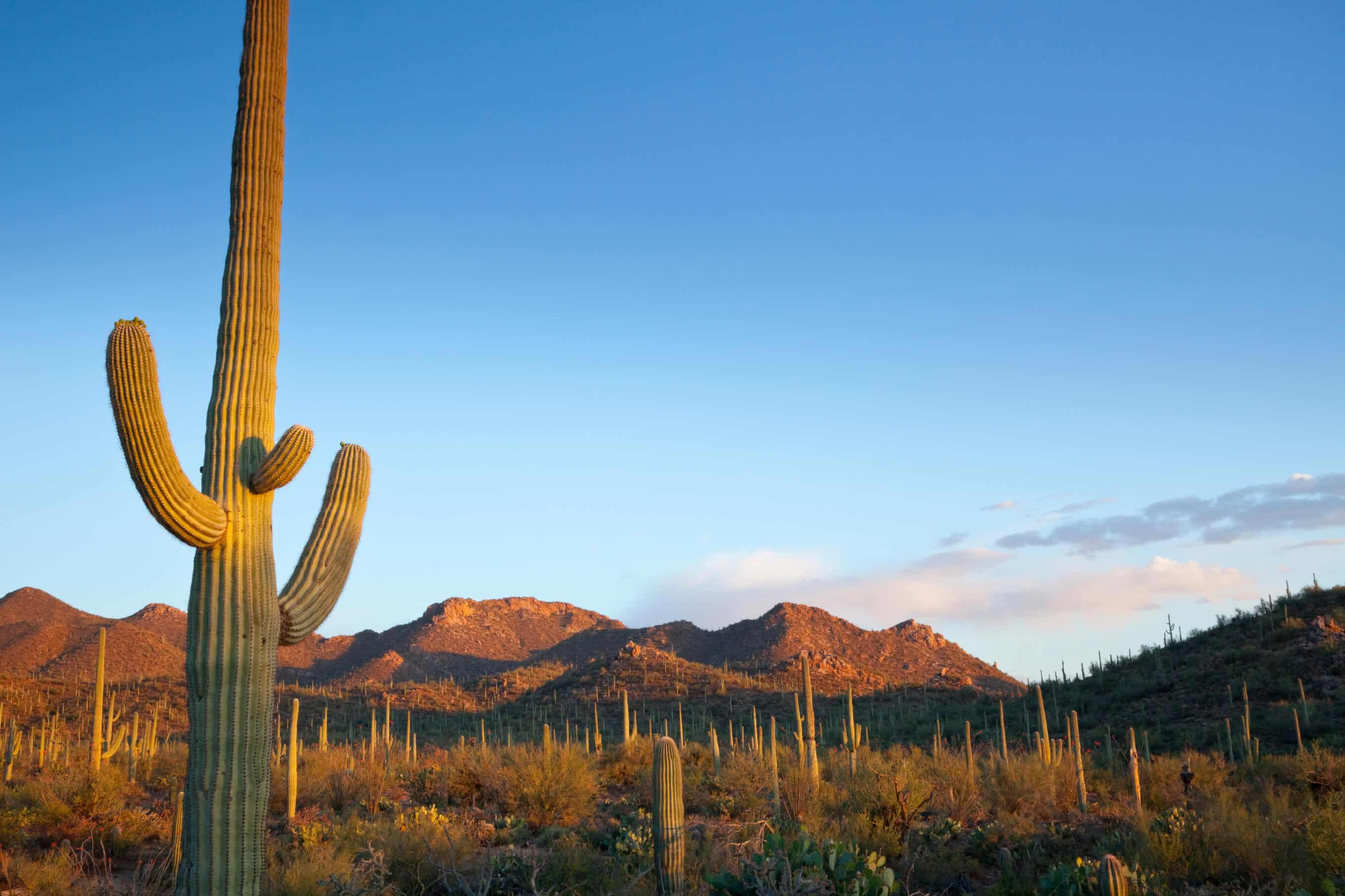 Chandler, Arizona