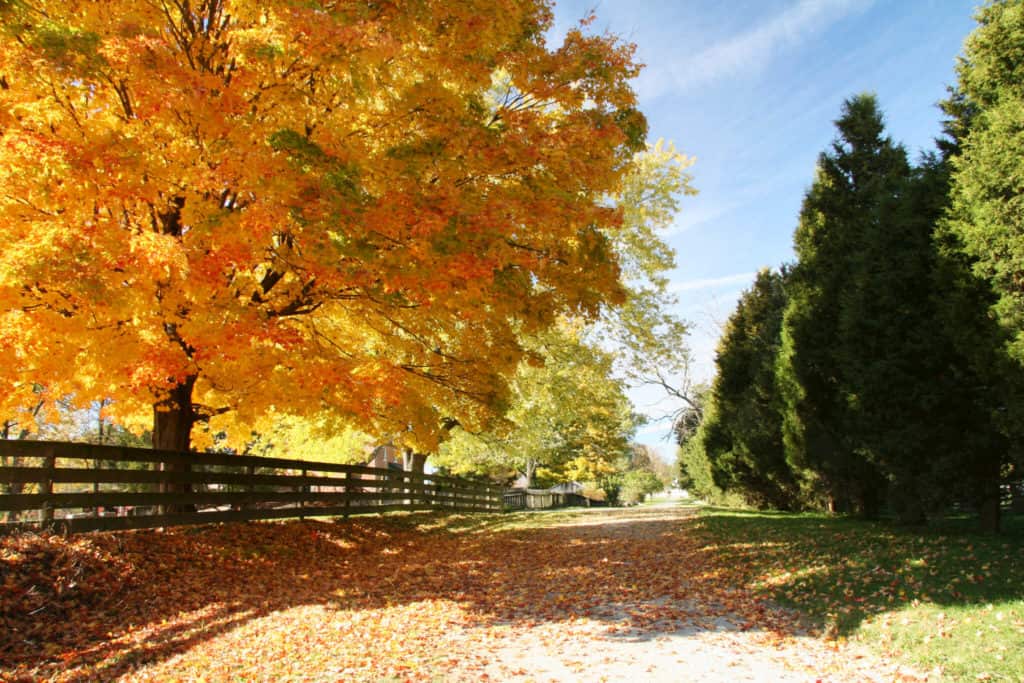 How to Adopt in Ohio