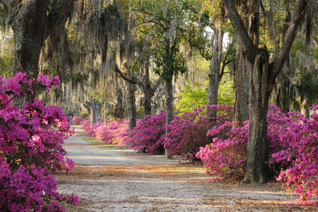 Savannah